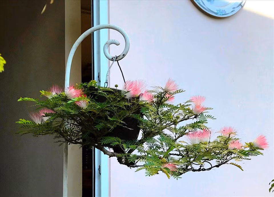 Mít, cam và nhiều loại hoa hồng, lan, ly... đều được trồng theo kiểu ngược vô cùng độc đáo. Ảnh: Lao động