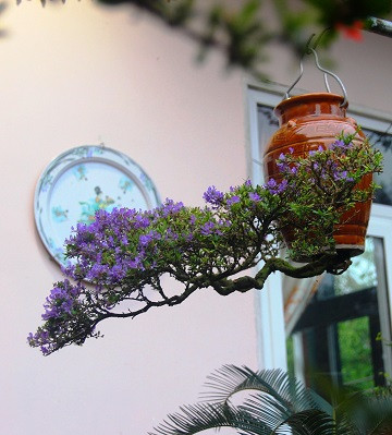 Đến nay, vườn cây của ông Thạnh có gần 100 tác phẩm bonsai (trong đó 50 chậu bonsai ngược), chủ yếu là các loài cây linh sam, kim quýt, kiều hùng...Ảnh: Kyluc