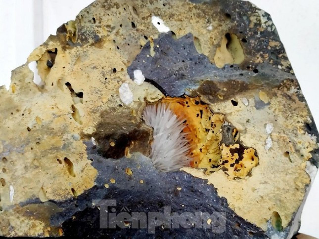 Có những đợt triển lãm, một bông hoa đá ưu đàm được trả giá lên đến cả vài trăm triệu đồng. Ảnh: Tiền phong