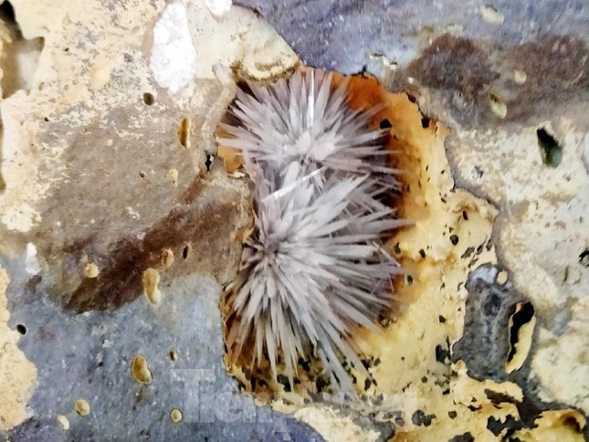 Hoa đá càng to, càng có độ trong cao thì càng quý hiếm và giá trị càng lớn. Ảnh: Tiền phong