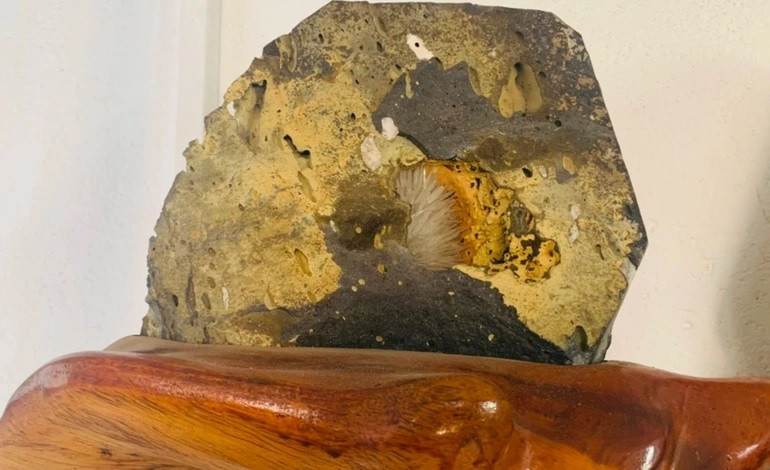 Bông hoa mọc trong đá được ví như kiệt tác từ thiên nhiên. Ảnh: Dân trí