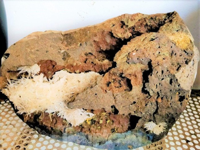 Theo chủ nhân, đó là hoa đá ưu đàm - một loại hoa nở từ trong khe đá tự nhiên rất hiếm gặp. Ảnh: Tiền phong