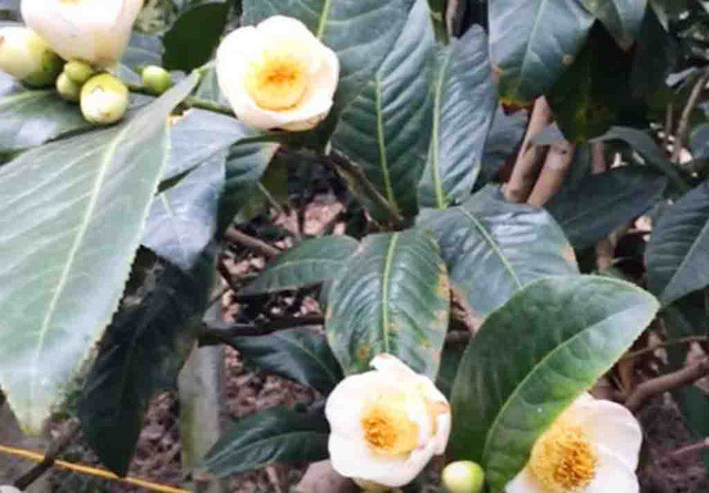 Theo một nghệ nhân trong làng cây cảnh, có người mua cây cả tỷ bạc nhưng giờ bán mấy chục triệu đồng không ai mua. Ảnh: Nguoisaigon