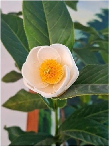 Theo giới chơi cây, thời gian qua bạch hải đường bị làm giá. Bạch hải đường vồn là loại cây tự nhiên rất dễ trồng, có thể gieo hạt và giâm cành, không có điểm gì quá đặc biệt. Ảnh: Yan