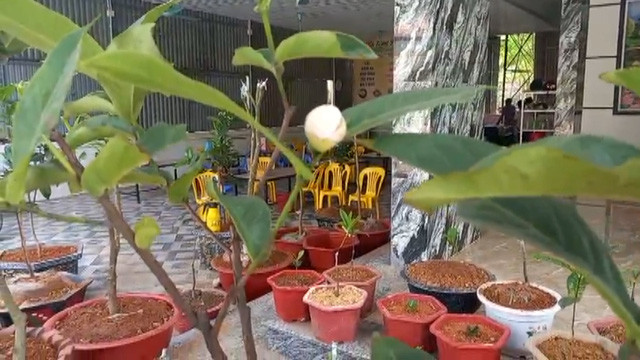 Nhiều người dân săn lùng bạch hải đường dù giá cao chót vót. Cây cao khoảng 10cm giá lên tới 10 triệu đồng, những cây lớn hơn lên đến tiền trăm, thậm chí tiền tỷ. Ảnh: VTV