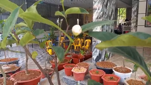 Nhiều người dân săn lùng bạch hải đường dù giá cao chót vót. Cây cao khoảng 10cm giá lên tới 10 triệu đồng, những cây lớn hơn lên đến tiền trăm, thậm chí tiền tỷ. Ảnh: VTV