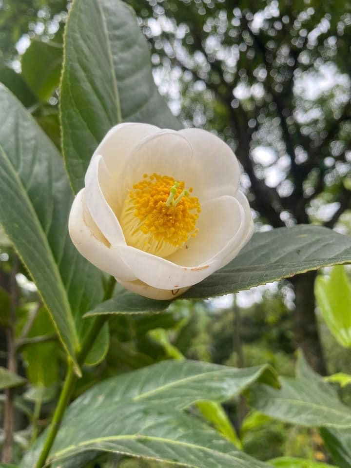 Tương tự lan đột biến, bạch hải đường cũng "làm mưa làm gió" trên các chợ mạng. Hàng chục hội nhóm dược lập để mua bán bạch hải đường. Ảnh: Facebook