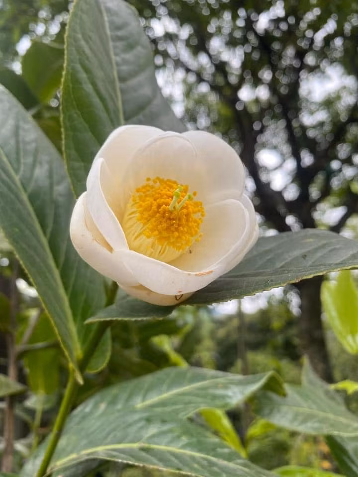 Tương tự lan đột biến, bạch hải đường cũng "làm mưa làm gió" trên các chợ mạng. Hàng chục hội nhóm dược lập để mua bán bạch hải đường. Ảnh: Facebook