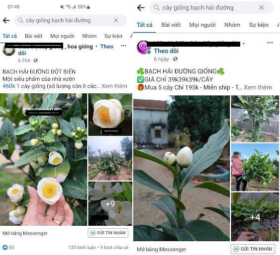 Tuy nhiên, hiện "cơn sốt" bạch hải đường đã bắt đầu có dấu hiệu "hạ nhiệt". Trên các hội nhóm, giá bạch hải đường giảm liên tục theo ngày. Ảnh: Thuong Trường