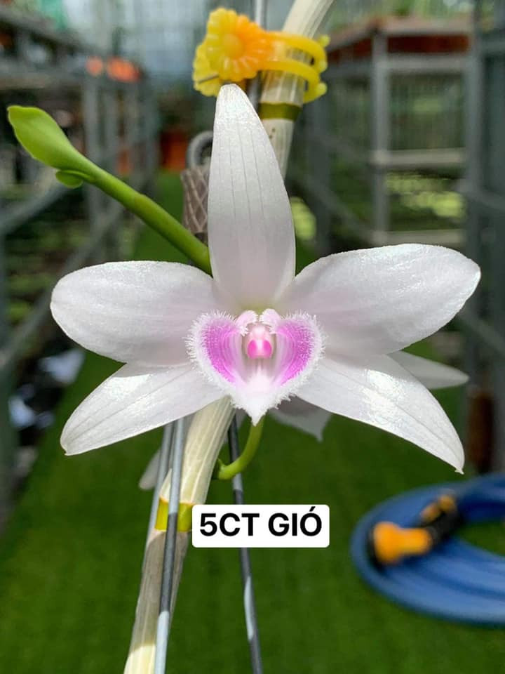 Nhiều người lùng mua lan đột biến khiến giá nhảy vọt, tăng từng ngày. Ảnh: Facebook