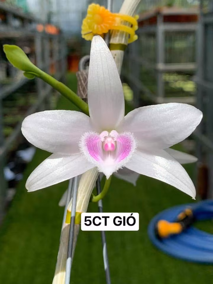 Nhiều người lùng mua lan đột biến khiến giá nhảy vọt, tăng từng ngày. Ảnh: Facebook