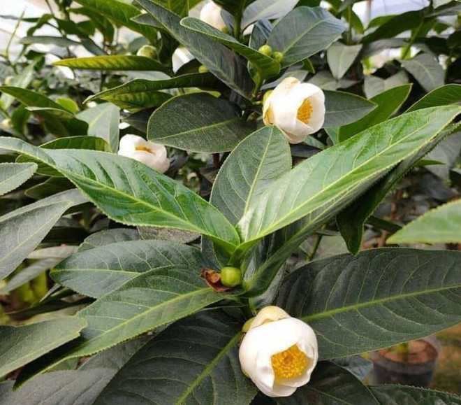 Có người vừa bán một cây bạch hải đường giá 50 triệu ngày hôm trước, hôm sau giá cây đó đã là 300 triệu đồng. Ảnh: Dân trí