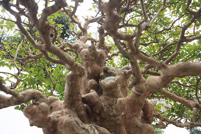 Theo ông Toàn, cây bằng lăng hình nấm này có giá khoảng 2 tỷ đồng. Ảnh: Dân Việt