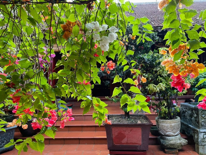 Xung quanh nhà, Vượng Râu trồng thêm rất nhiều cây xanh và hoa. Ảnh: VTCNews