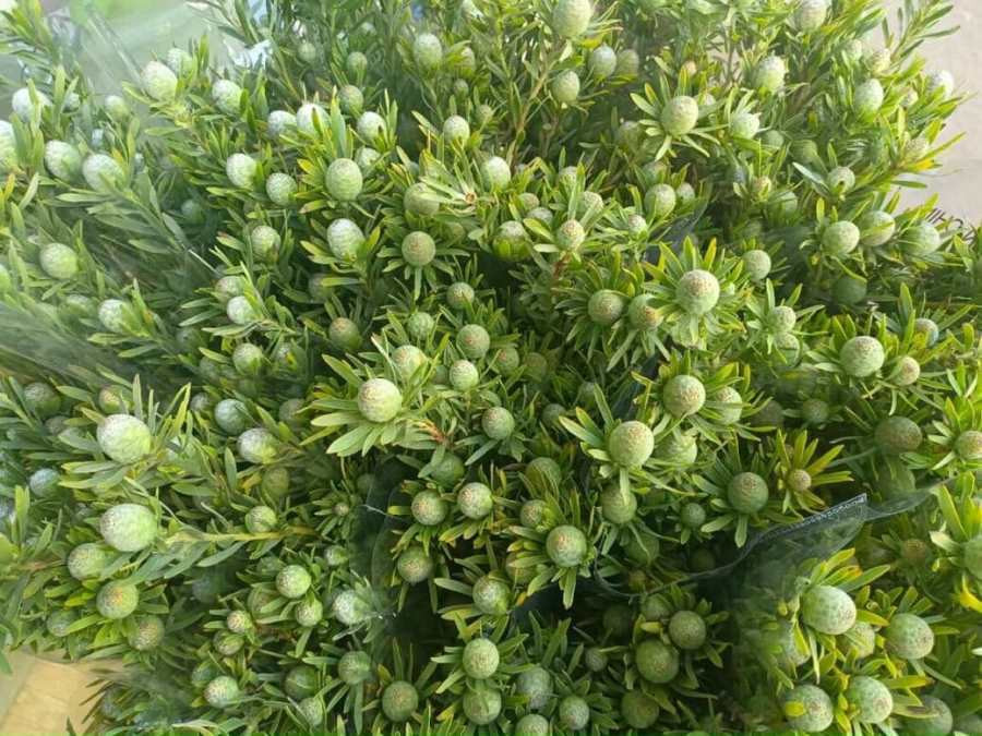 Thông đá nhập khẩu đang là loại cành độc lạ được săn đón nhất trên thị trường hoa hiện nay. Ảnh: Infonet