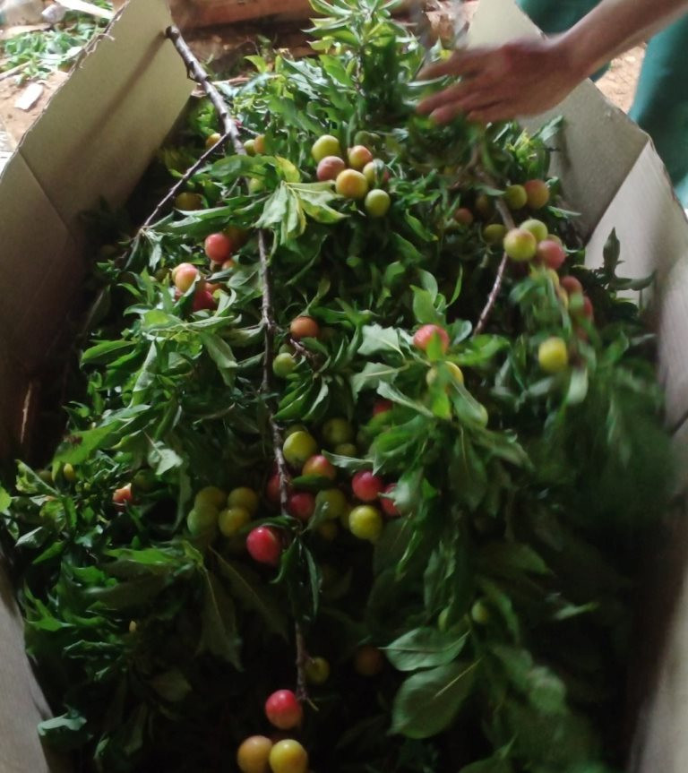 Đáng chú ý, cành mận có giá bán khá rẻ chỉ từ vài chục đến vài trăm nghìn đồng/bó. Ảnh: Infonet