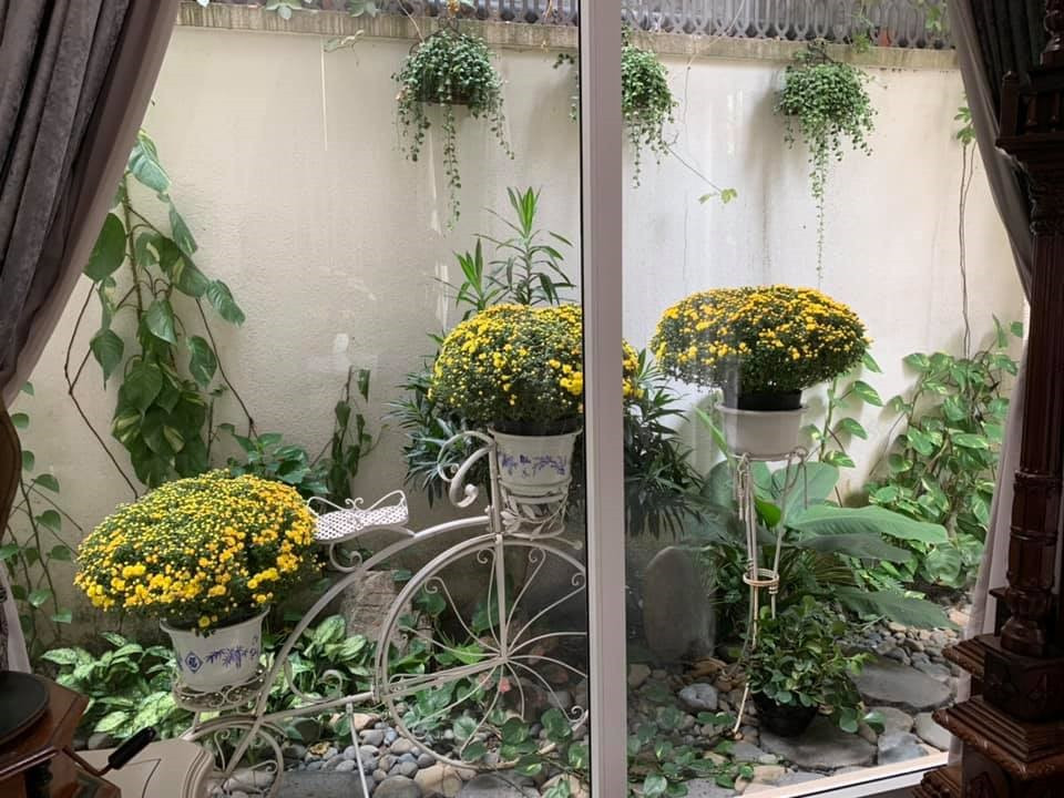 Một góc khác của biệt thự được Hoa hậu Đền Hùng trồng nhiều hoa cúc vàng.