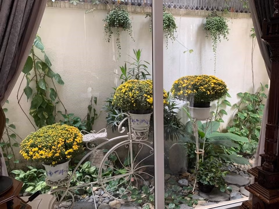 Một góc khác của biệt thự được Hoa hậu Đền Hùng trồng nhiều hoa cúc vàng.