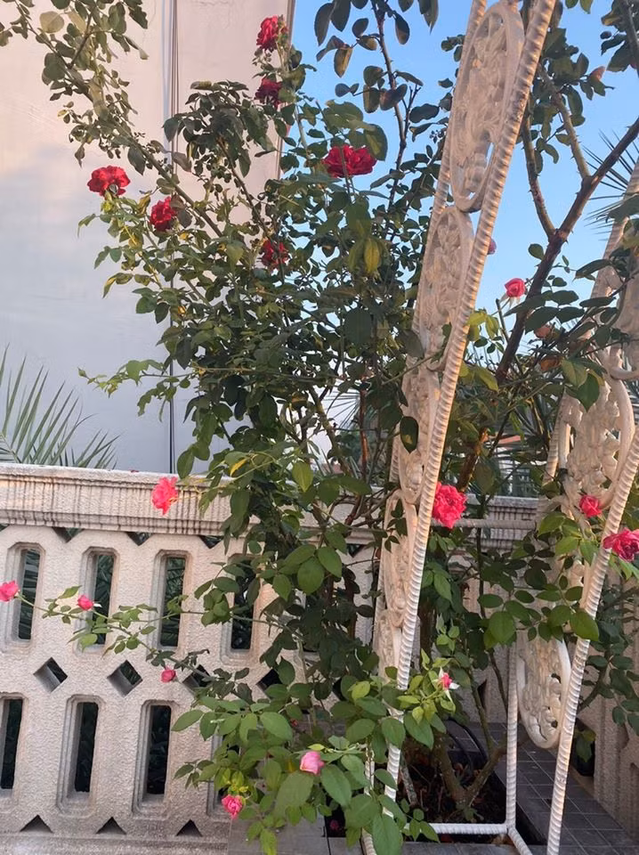 Hoa hậu Giáng My thiết kế những khối sắt vòng cung sơn trắng uyển chuyển để treo các giỏ hoa như một vu vườn cổ tích.