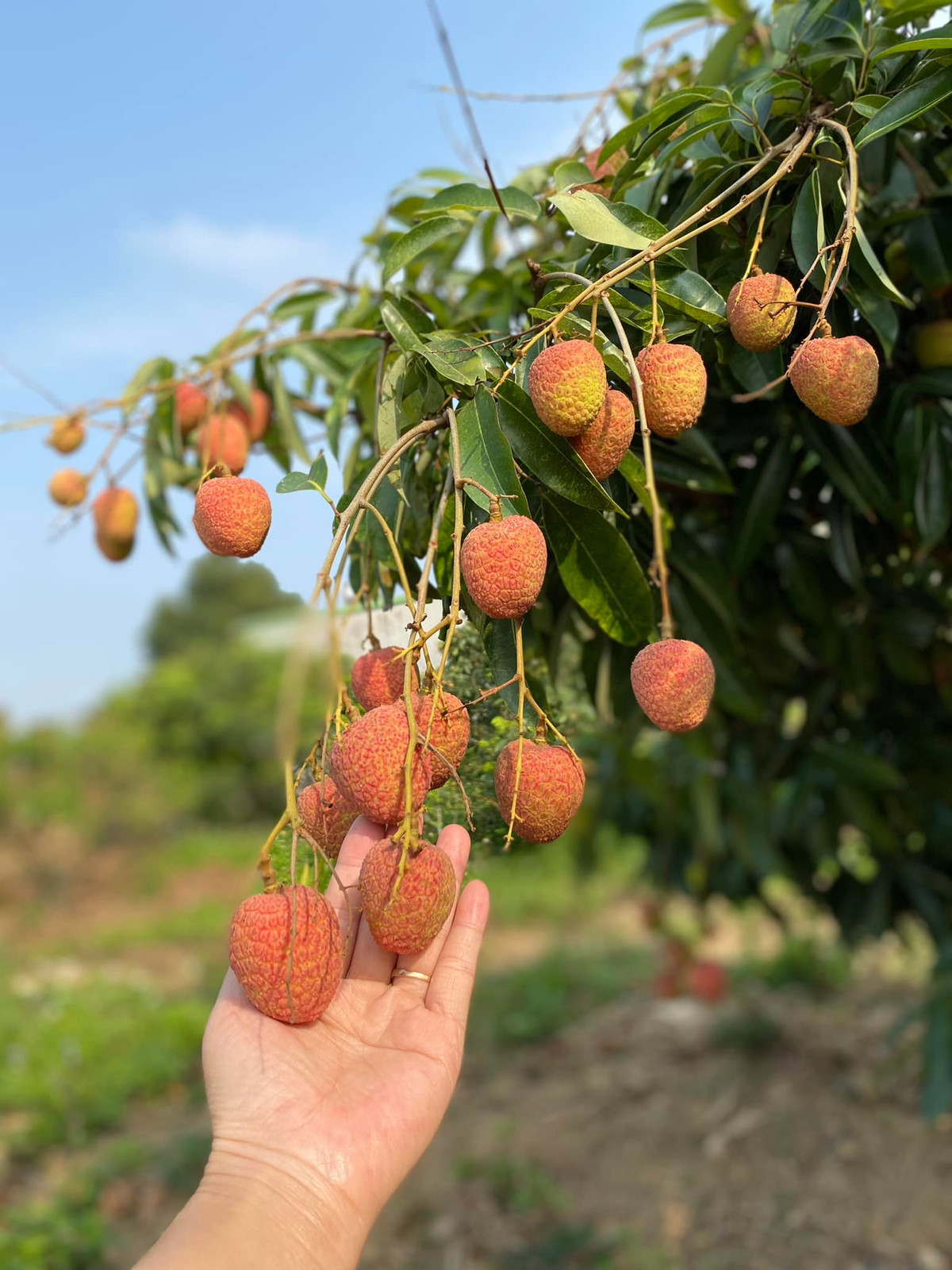 Vai chin som con chua... gia 