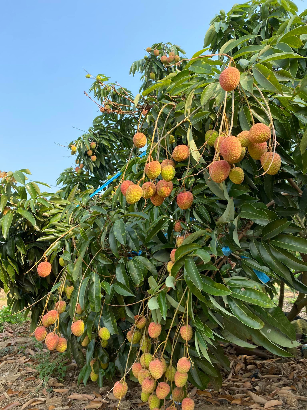 Vai chin som con chua... gia 