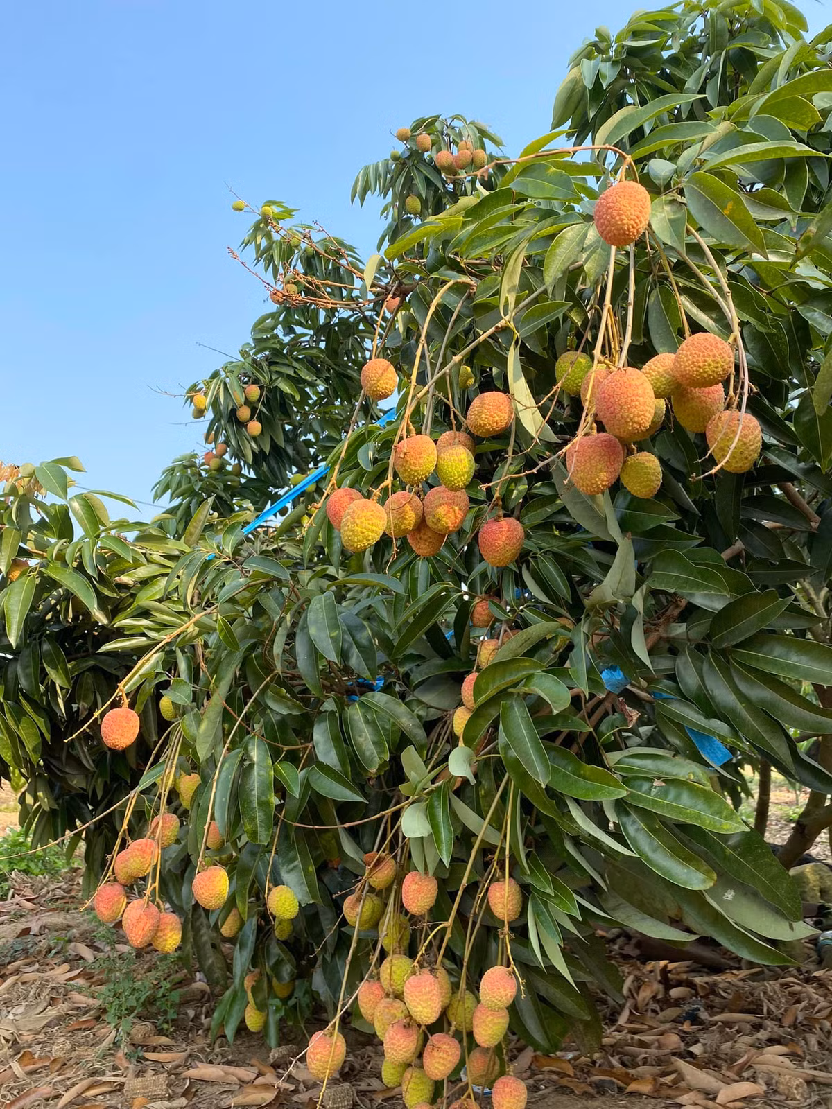 Vai chin som con chua... gia 