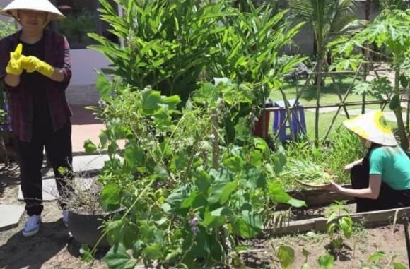 Đủ các loại rau xanh tốt um trong vườn nhà Trường Giang - Nhã Phương. Ảnh chụp màn hình