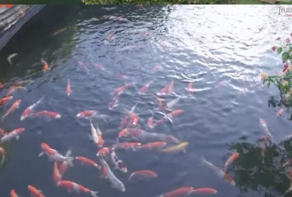 Bên trong nhà có hồ cá Koi đẹp mắt. Ảnh chụp màn hình