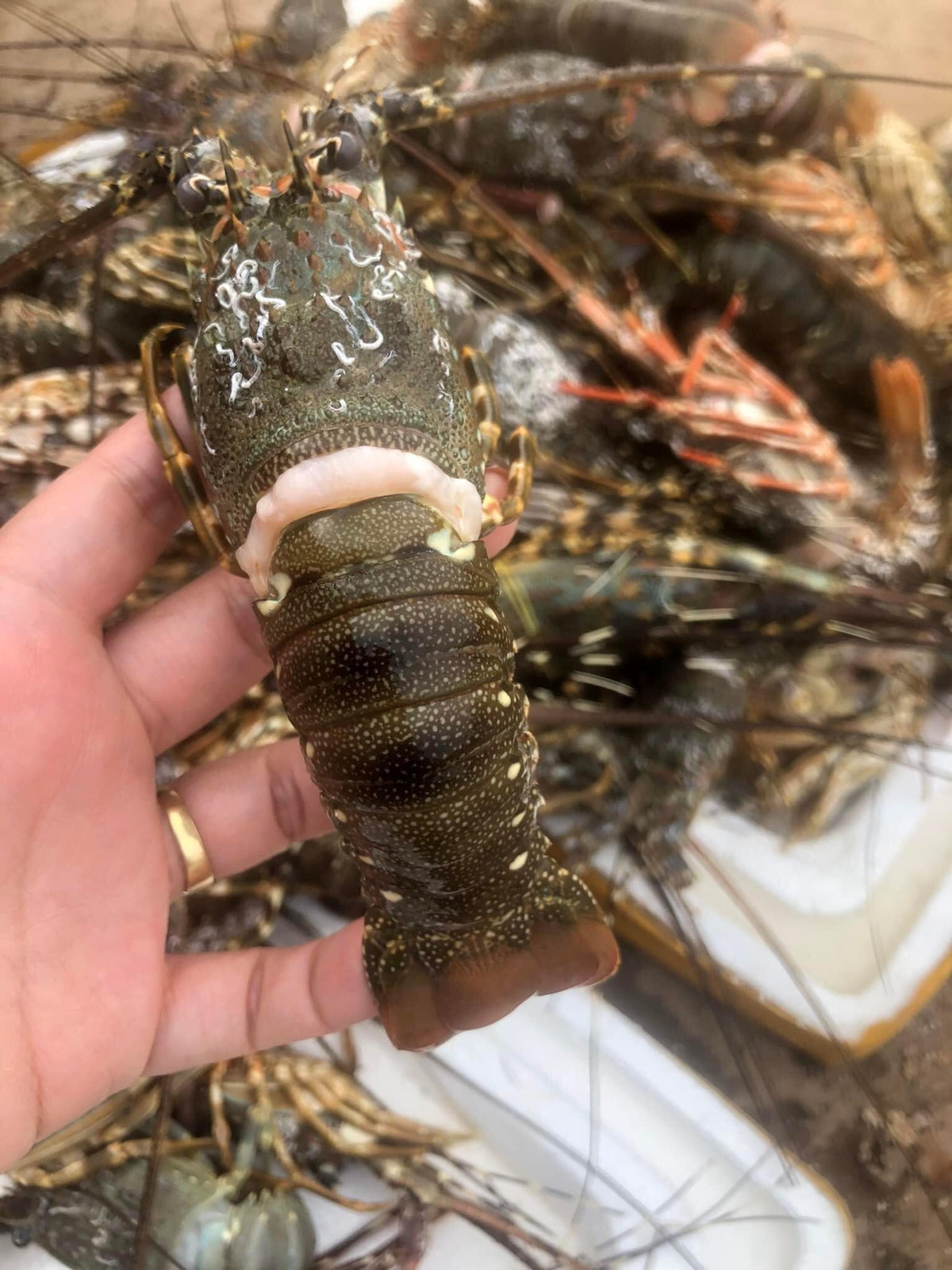 Tom hum “dai ha gia” ban day cho mang: Chon the nao de khong “mac bay“-Hinh-2