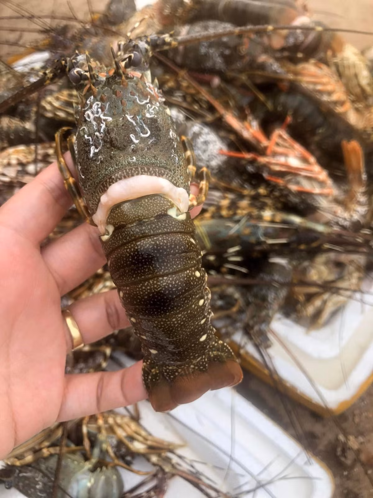 Tom hum “dai ha gia” ban day cho mang: Chon the nao de khong “mac bay“-Hinh-2