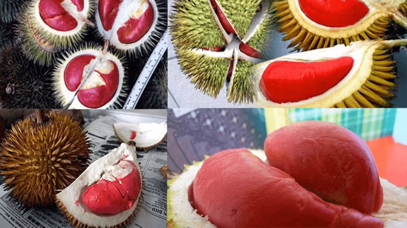 Bên cạnh Musang King, Malaysia còn nổi tiếng với sầu riêng ruôt đỏ, là đặc sản của bang Sabah. Ảnh: Bachhoaxanh