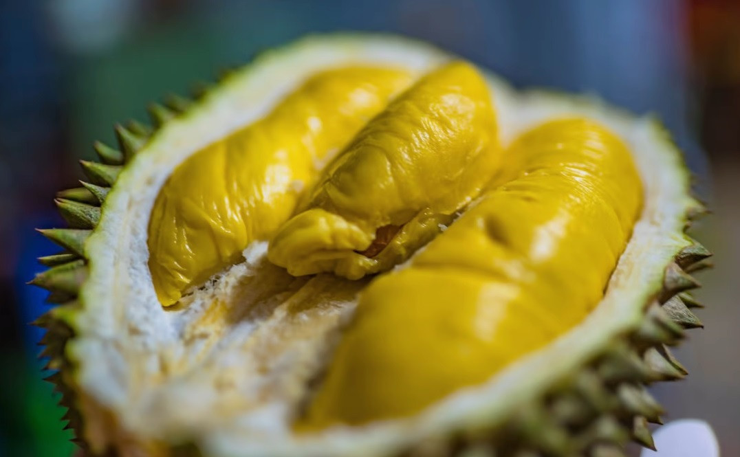 Người trồng khẳng định, giống sầu riêng này ngọt, thịt mềm và đặc biệt không có mùi hôi. Ảnh: SCMP