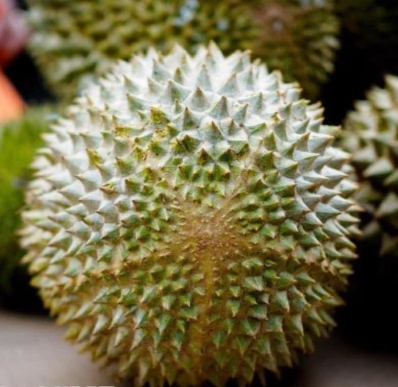 Musang King được mệnh danh là giống sầu riêng ngon nhất của xứ Mã Lai, thu hút thực khách khắp thế giới thưởng thức. Ảnh: Facebook