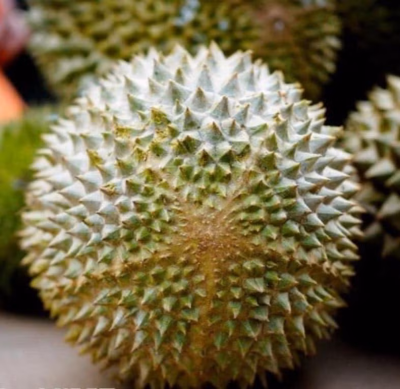 Musang King được mệnh danh là giống sầu riêng ngon nhất của xứ Mã Lai, thu hút thực khách khắp thế giới thưởng thức. Ảnh: Facebook