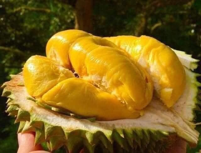 Sầu riêng Musang King đắt đỏ nhất thế giới được đông đảo khách hàng ưa chuộng bởi những đặc tính nổi trội như cơm thịt màu vàng như nghệ, mịn, vị ngọt, đậm đà. Ảnh: Facebook