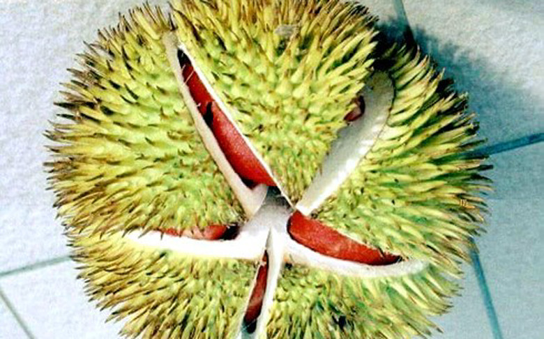 Khác với sầu riêng ruột vàng, sầu riêng ruột đỏ có kích thước nhỏ hơn nhiều, chỉ bằng lòng bàn tay người lớn, vỏ có màu vàng tươi hoặc màu xanh đặc trưng. Ảnh: VOV