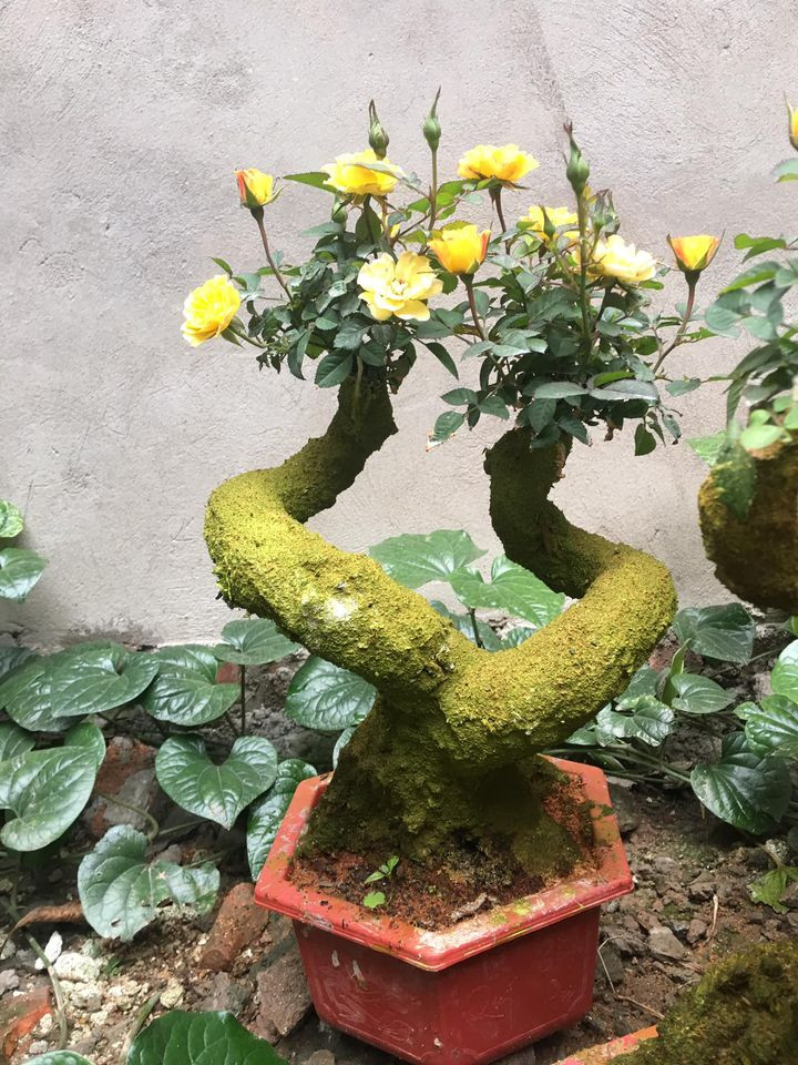 Trong khi đó, hồng bonsai giả cổ thì chỉ có phần lõi bên trong trong là cây thật. Phần sần sùi bên ngoài thân cây vốn là một lớp xi-măng hoặc thạch cao được tạo hình giống vỏ cây, tạo nên hình dáng lâu năm cho cây hồng.