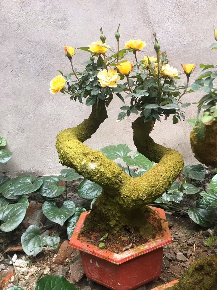 Trong khi đó, hồng bonsai giả cổ thì chỉ có phần lõi bên trong trong là cây thật. Phần sần sùi bên ngoài thân cây vốn là một lớp xi-măng hoặc thạch cao được tạo hình giống vỏ cây, tạo nên hình dáng lâu năm cho cây hồng.