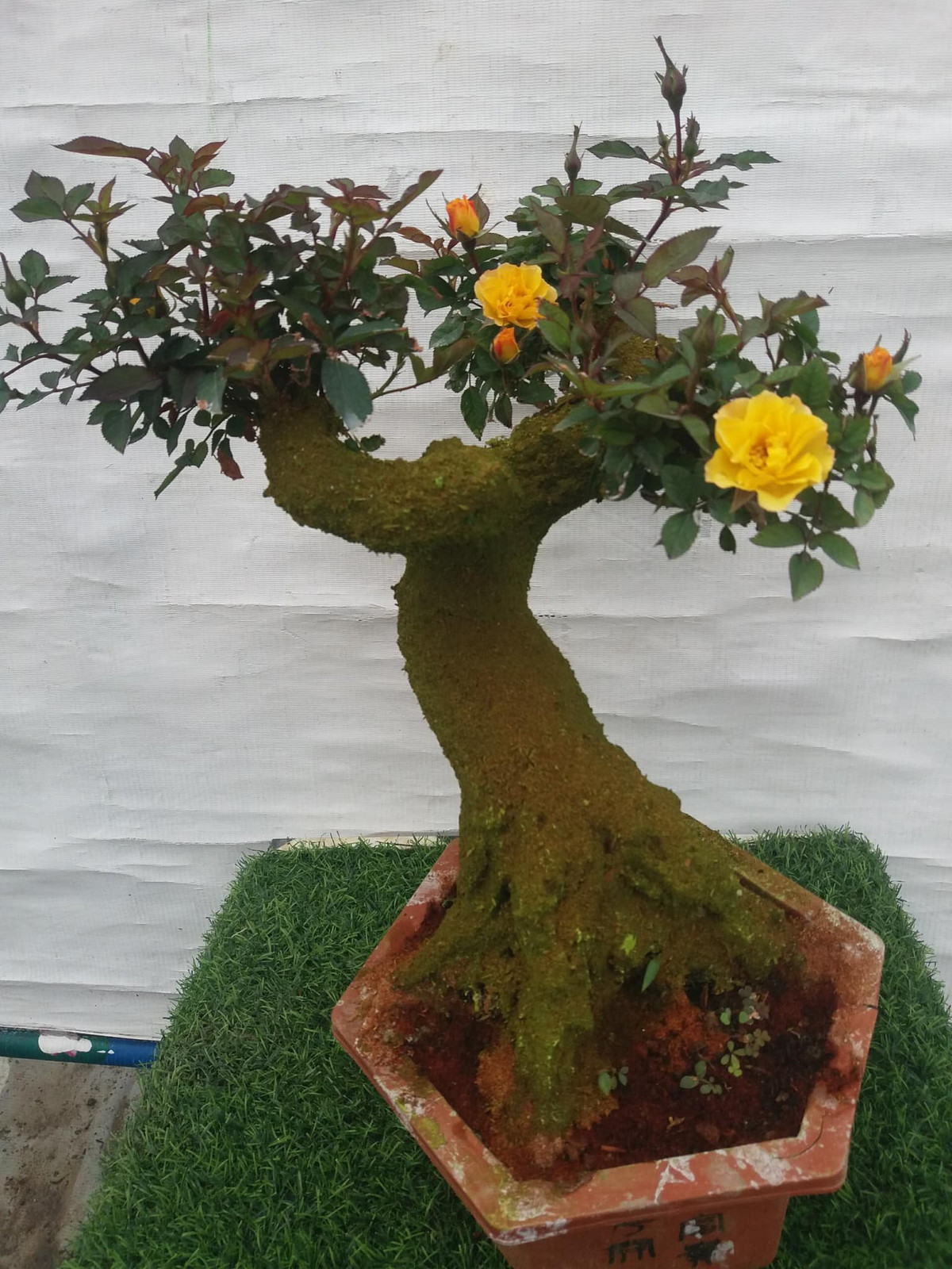 Hồng giả cổ có gốc thân to, phủ rêu giống như đã vài chục năm tuổi.