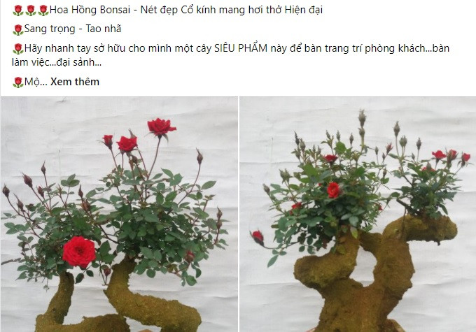 Trên chợ mạng, hồng bonsai giả cổ được nhiều nhà vườn rao bán với giá từ 450.000 - 750.000 đồng/chậu.