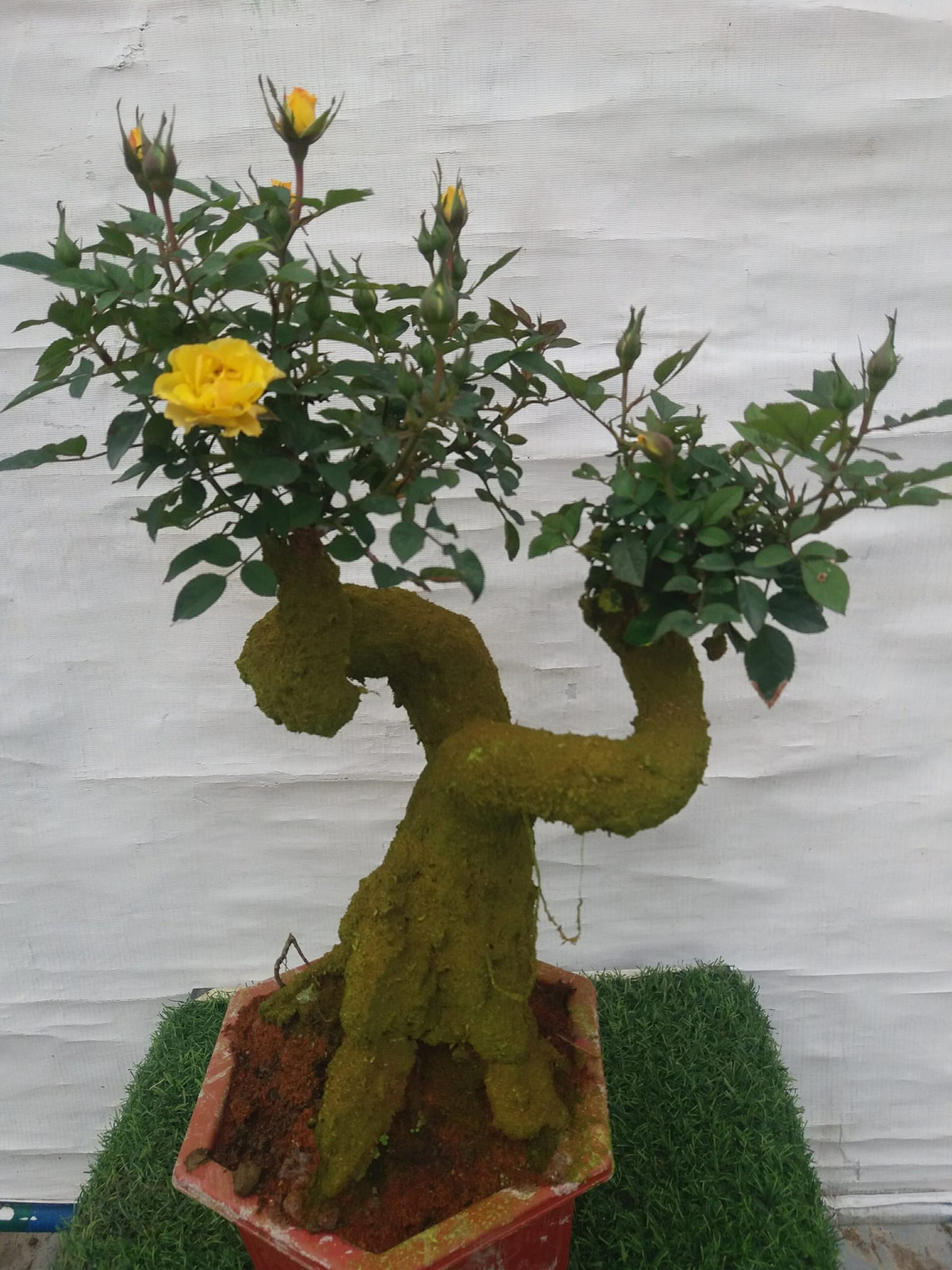 Hồng bonsai giả cổ có thể chơi được khoảng 1 tháng. Khi hoa tàn, người chơi có thể ngắt hoa đi và chăm tiếp. Nguồn ảnh: Facebook