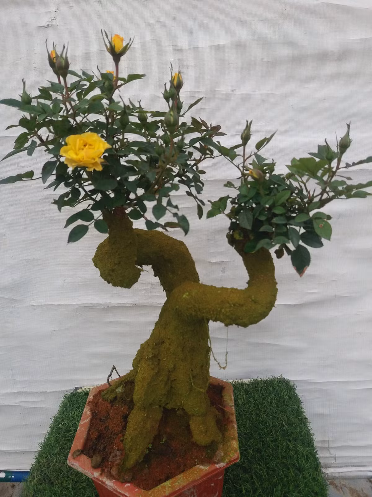 Hồng bonsai giả cổ có thể chơi được khoảng 1 tháng. Khi hoa tàn, người chơi có thể ngắt hoa đi và chăm tiếp. Nguồn ảnh: Facebook