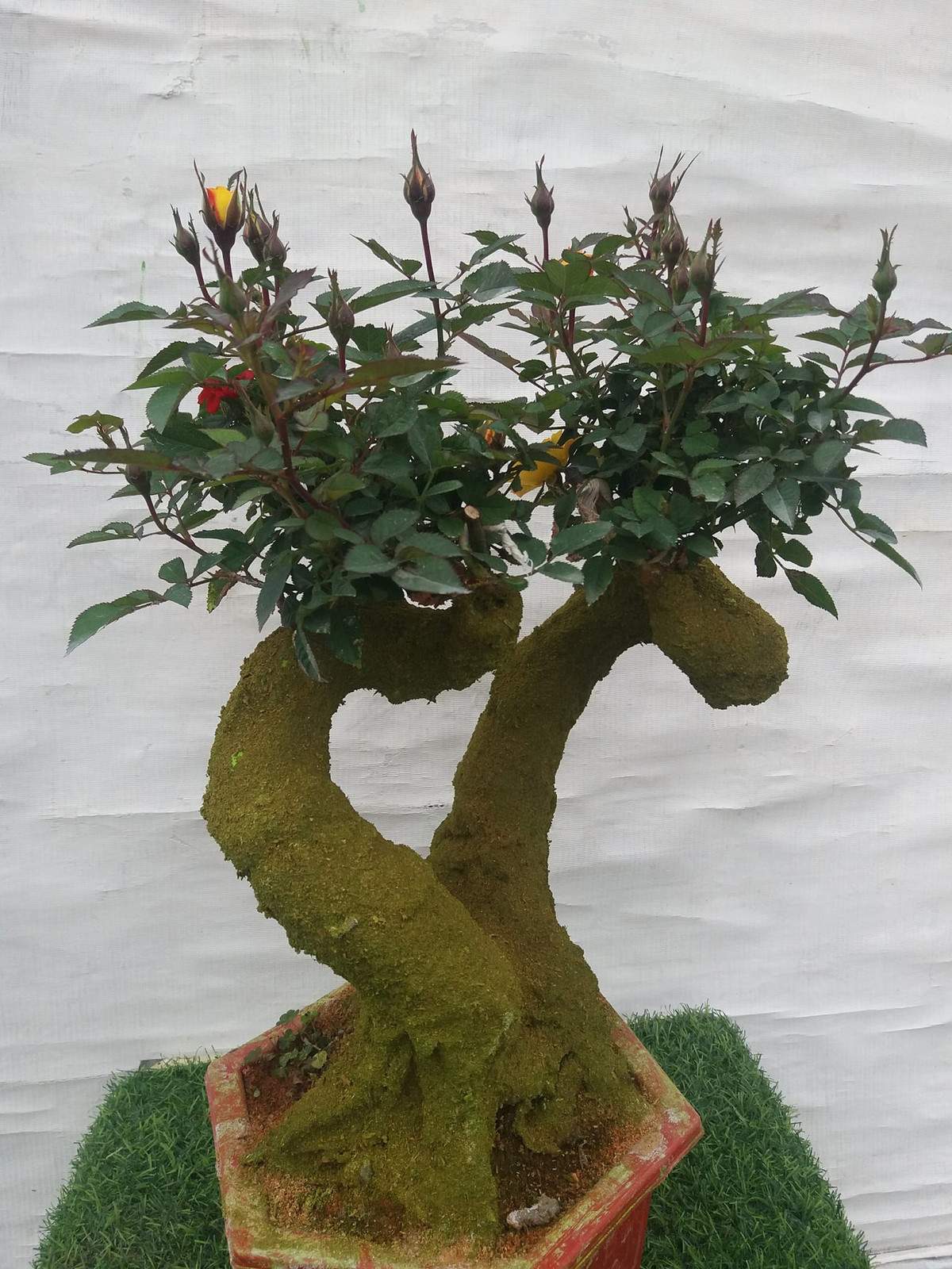 Vì giá rẻ, lại đẹp mắt nên hồng bonsai giả cổ rất được ưa chuộng. Nhiều khách hàng sau khi được gửi ảnh mẫu đều khá ứng ý và đặt 1 - 2 chậu để chơi ngày Tết.
