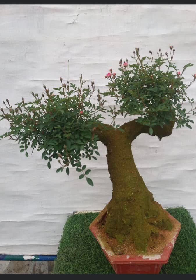 Hồng bonsai giả cổ có các màu vàng cam, hồng phấn và đỏ. Cây cao khoảng 30 - 35 cm.