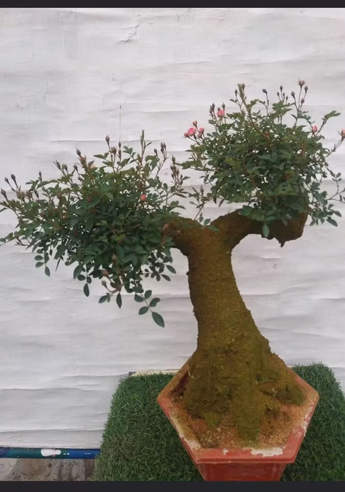 Hồng bonsai giả cổ có các màu vàng cam, hồng phấn và đỏ. Cây cao khoảng 30 - 35 cm.