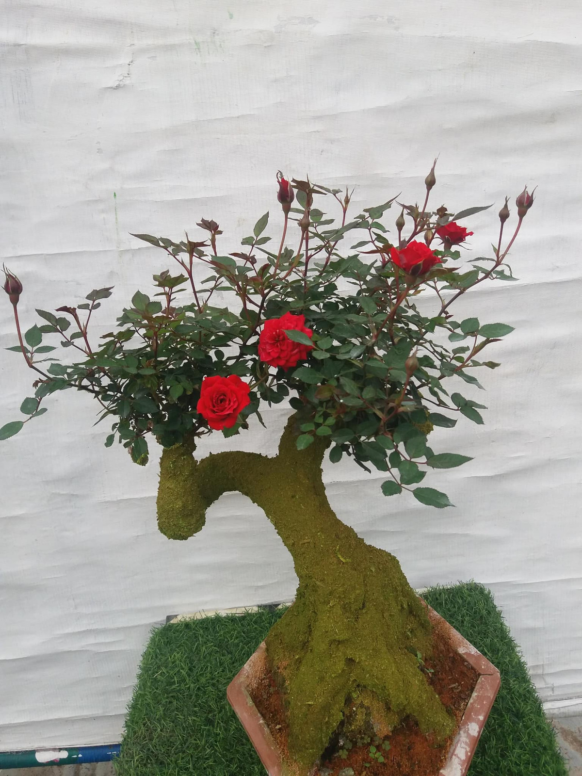 Theo người bán, những chậu hoa hồng bonsai hàng chục năm tuổi, được nghệ nhân uốn, tạo dáng trong thời gian dài nên giá tới hàng chục triệu đồng.