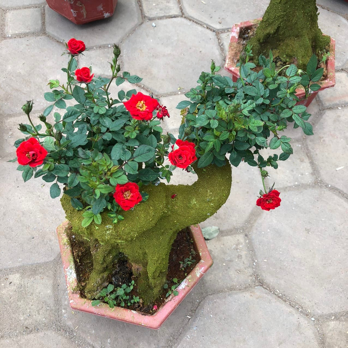 Nhìn từ xa, những chậu hồng này giống như cây cổ thụ thu nhỏ.