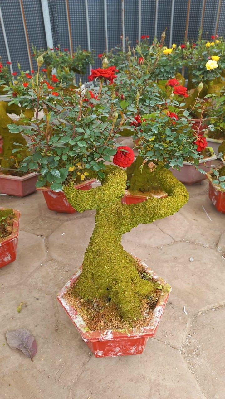 Man nhan hong bonsai gia co hon nua trieu dong choi Tet