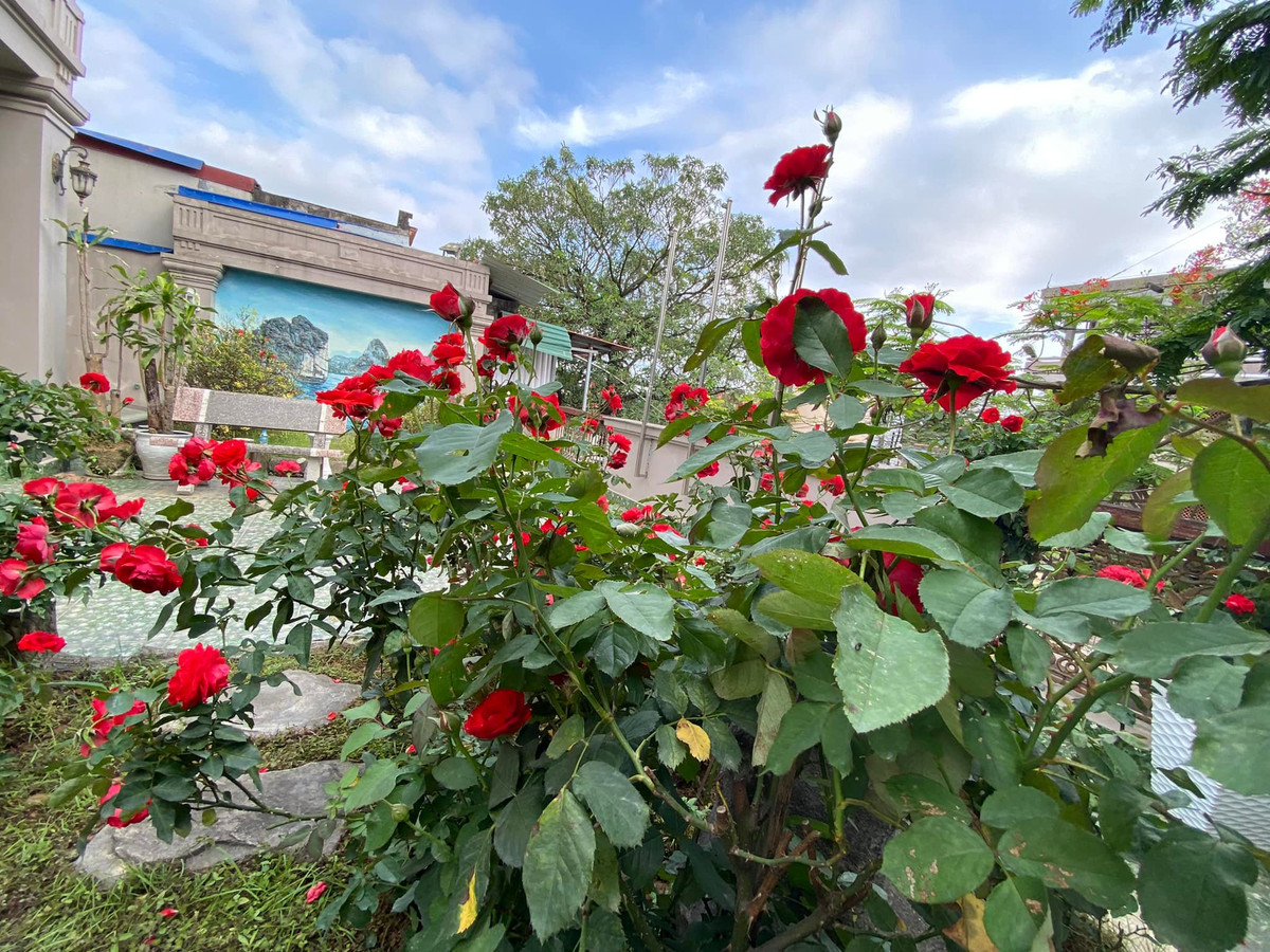 Hoa hồng bung nở rực một góc trời.