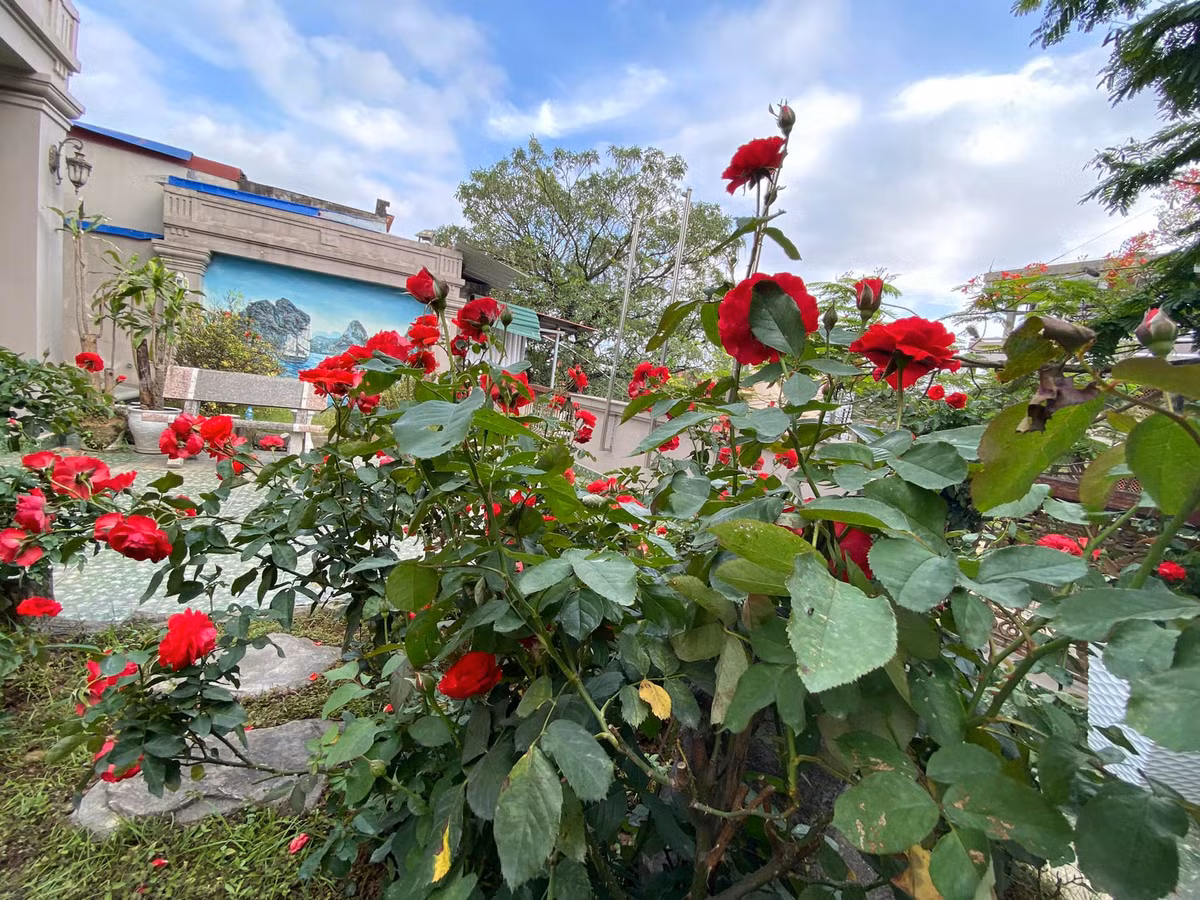 Hoa hồng bung nở rực một góc trời.